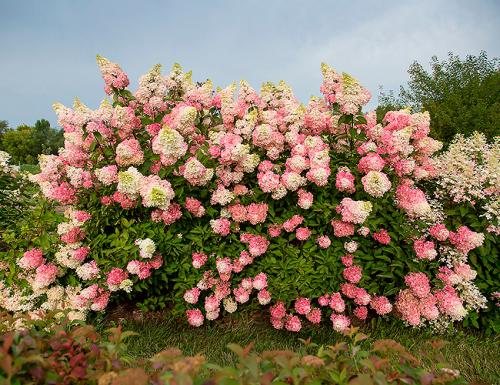 Кустарники для сада. Декоративные зимостойкие кустарники цветущие все лето