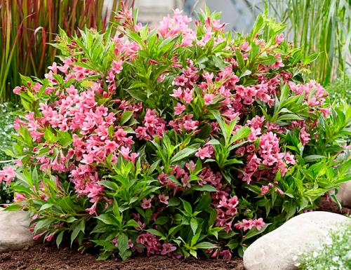 Кустарники для сада. Декоративные зимостойкие кустарники цветущие все лето