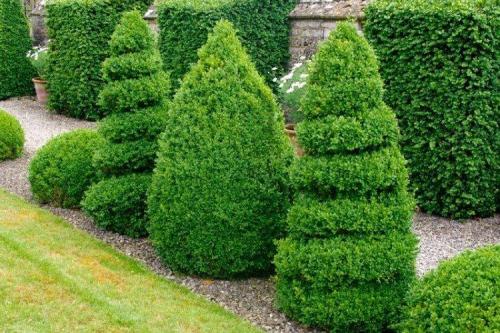 Многолетние низкорослые кустарники для клумбы. Декоративные кустарники: названия, фото и описания (каталог)