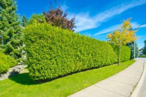 Многолетние низкорослые кустарники для клумбы. Декоративные кустарники: названия, фото и описания (каталог)