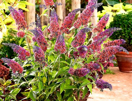 Кустарники для сада. Декоративные зимостойкие кустарники цветущие все лето