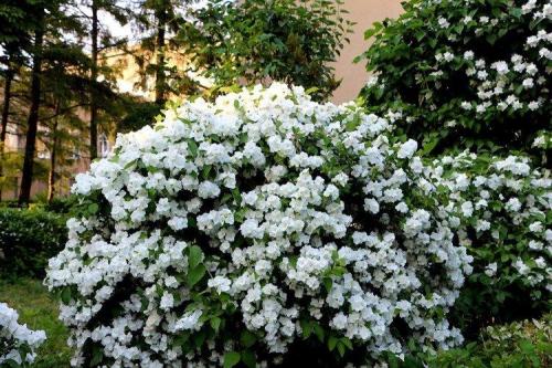 Многолетние низкорослые кустарники для клумбы. Декоративные кустарники: названия, фото и описания (каталог)