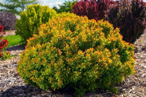 Многолетние низкорослые кустарники для клумбы. Декоративные кустарники: названия, фото и описания (каталог)
