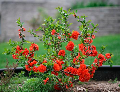 Кустарники для сада. Декоративные зимостойкие кустарники цветущие все лето