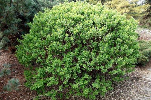 Декоративные кустарники каталог. Декоративные кустарники: названия, фото и описания (каталог)