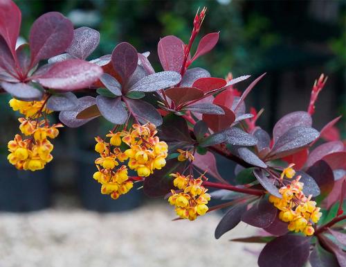 Кустарники для сада. Декоративные зимостойкие кустарники цветущие все лето