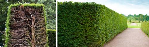 Как быстро сделать живую изгородь. ИЗ ИСТОРИИ СОЗДАНИЯ ЖИВЫХ ИЗГОРОДЕЙ ИЗ РАСТЕНИЙ
