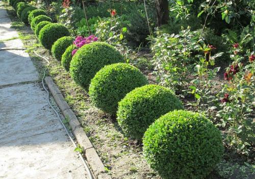 Растения для живой изгороди быстрорастущие. Кустарники для живой изгороди: названия и фото