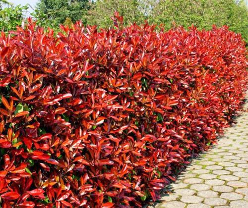 Неприхотливые кустарники для живой изгороди. Виды растений и их классификация