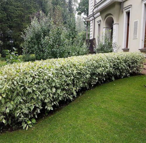 Неприхотливые кустарники для живой изгороди. Виды растений и их классификация