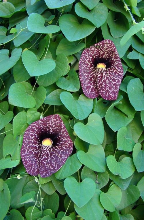 Ползучие лианы. ТОП-15 ползучих растений (лиан), которые отлично растут в горшках