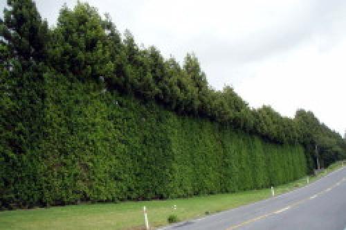 Живая изгородь из хвойных растений. Карликовые сорта среднего размера 02