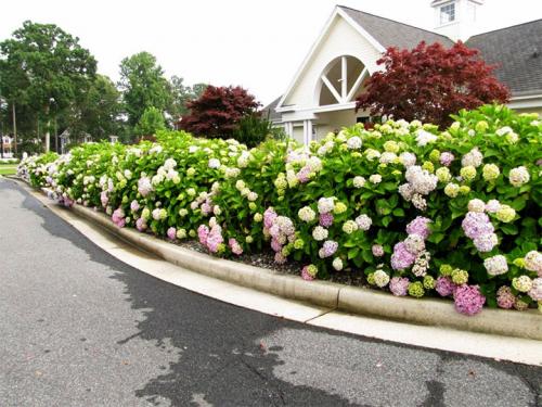 Неприхотливые кустарники для живой изгороди. Виды растений и их классификация