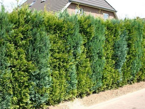 Засухоустойчивые растения для живой изгороди. Кустарники для живой изгороди: названия и фото