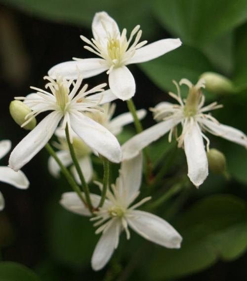 Ползучие лианы. ТОП-15 ползучих растений (лиан), которые отлично растут в горшках