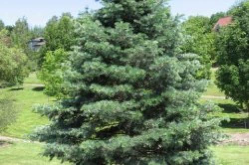 Живая изгородь из хвойных растений. Карликовые сорта среднего размера 01