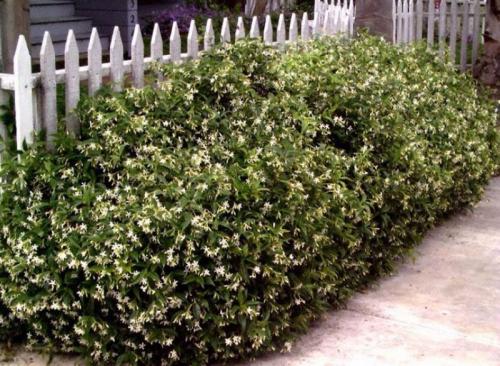 Растения для живой изгороди быстрорастущие. Кустарники для живой изгороди: названия и фото