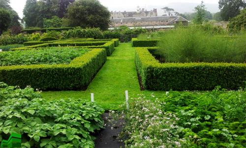 Неприхотливые кустарники для живой изгороди. Виды растений и их классификация