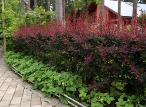 Колючие кустарники для живой изгороди. Плодовые колючие кусты для живой изгороди