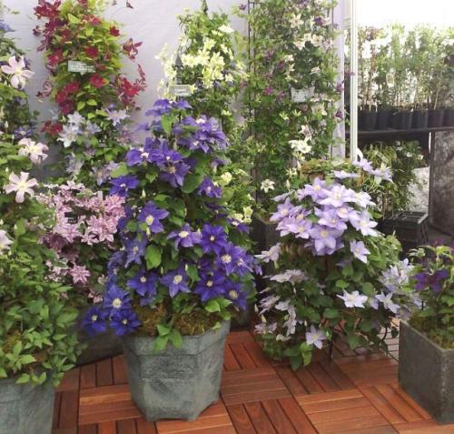 Ползучие лианы. ТОП-15 ползучих растений (лиан), которые отлично растут в горшках