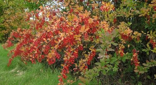 Колючие кустарники для живой изгороди. Плодовые колючие кусты для живой изгороди