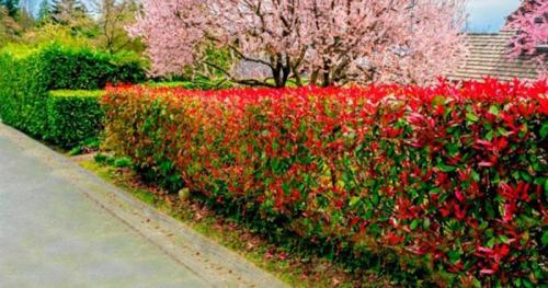 Растения для невысокой изгороди. Кустарники для живой изгороди: названия и фото