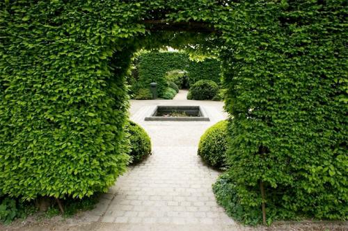 Неприхотливые кустарники для живой изгороди. Виды растений и их классификация