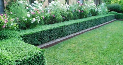 Растения для живой изгороди быстрорастущие. Кустарники для живой изгороди: названия и фото