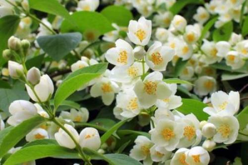 Как украсить приусадебный участок своими руками. 90 идей украшений для сада своими руками (фото)