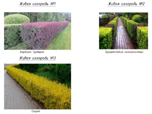 Морозостойкие декоративные кустарники для.. Вечнозеленые морозостойкие кустарники для сада 17 Морозостойкие декоративные кустарники для.. Вечнозеленые морозостойкие кустарники для сада 17