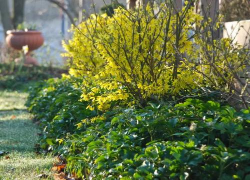 ТОП-22 декоративных Кустарника для дачи. ТОП-20 декоративных кустарников для дачи