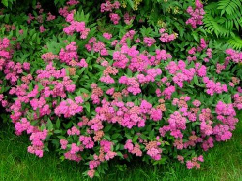 ТОП-22 декоративных Кустарника для дачи. ТОП-20 декоративных кустарников для дачи