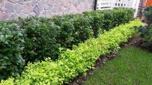 ТОП-22 декоративных Кустарника для дачи. ТОП-20 декоративных кустарников для дачи 22 ТОП-22 декоративных Кустарника для дачи. ТОП-20 декоративных кустарников для дачи 22