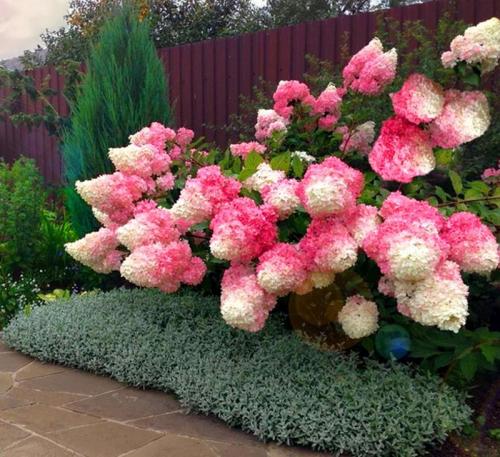 ТОП-22 декоративных Кустарника для дачи. ТОП-20 декоративных кустарников для дачи