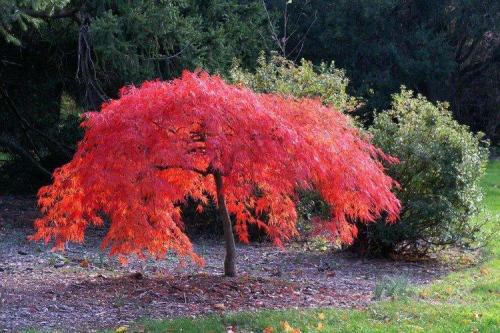 Декоративные кустарники каталог. Декоративные кустарники: названия, фото и описания (каталог)