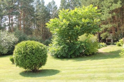 ТОП-22 декоративных Кустарника для дачи. ТОП-20 декоративных кустарников для дачи 24 ТОП-22 декоративных Кустарника для дачи. ТОП-20 декоративных кустарников для дачи 24