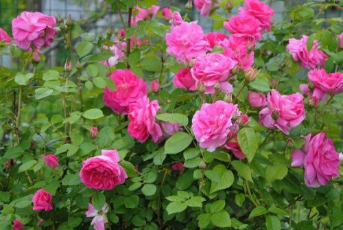 Декоративные кустарники каталог. Декоративные кустарники: названия, фото и описания (каталог)