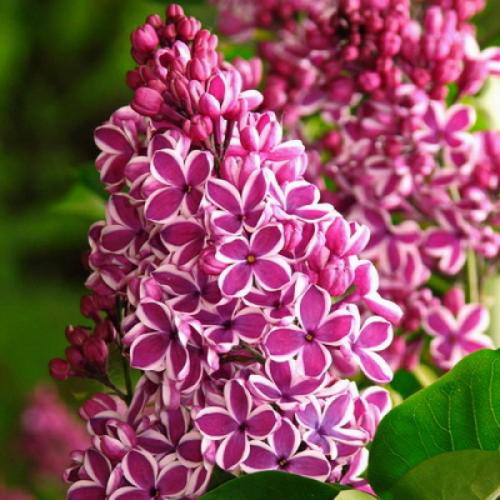 ТОП-22 декоративных Кустарника для дачи. ТОП-20 декоративных кустарников для дачи