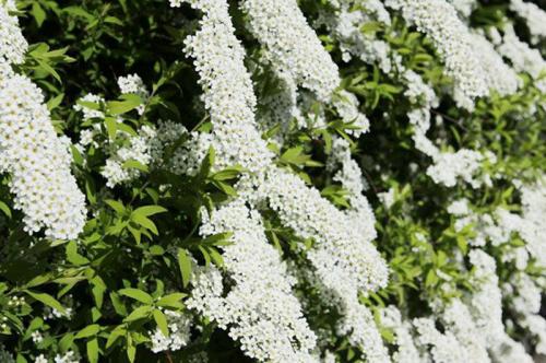 ТОП-22 декоративных Кустарника для дачи. ТОП-20 декоративных кустарников для дачи