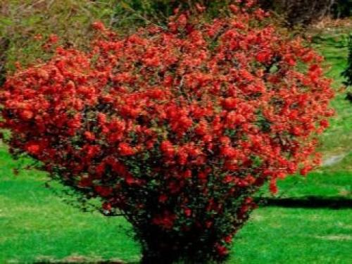 ТОП-22 декоративных Кустарника для дачи. ТОП-20 декоративных кустарников для дачи 20 ТОП-22 декоративных Кустарника для дачи. ТОП-20 декоративных кустарников для дачи 20