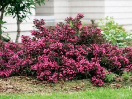 ТОП-22 декоративных Кустарника для дачи. ТОП-20 декоративных кустарников для дачи 19 ТОП-22 декоративных Кустарника для дачи. ТОП-20 декоративных кустарников для дачи 19