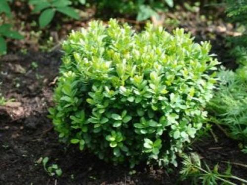 ТОП-22 декоративных Кустарника для дачи. ТОП-20 декоративных кустарников для дачи 18 ТОП-22 декоративных Кустарника для дачи. ТОП-20 декоративных кустарников для дачи 18