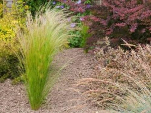 ТОП-22 декоративных Кустарника для дачи. ТОП-20 декоративных кустарников для дачи 26 ТОП-22 декоративных Кустарника для дачи. ТОП-20 декоративных кустарников для дачи 26