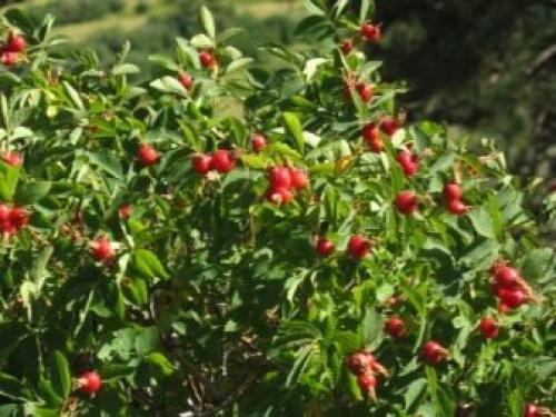 ТОП-22 декоративных Кустарника для дачи. ТОП-20 декоративных кустарников для дачи 21 ТОП-22 декоративных Кустарника для дачи. ТОП-20 декоративных кустарников для дачи 21