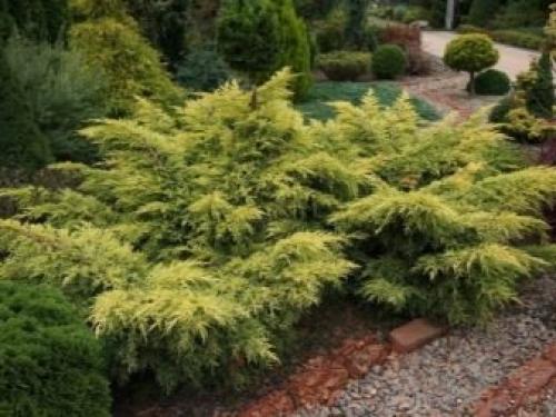 ТОП-22 декоративных Кустарника для дачи. ТОП-20 декоративных кустарников для дачи 25 ТОП-22 декоративных Кустарника для дачи. ТОП-20 декоративных кустарников для дачи 25