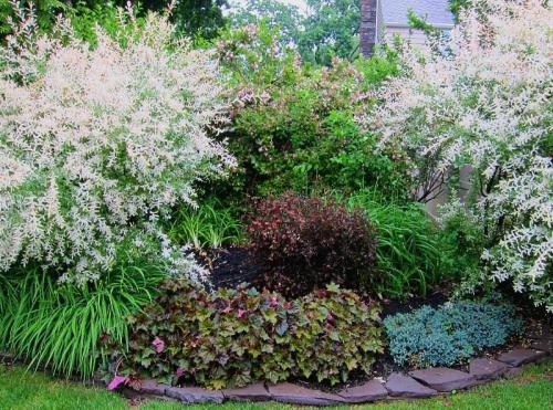 ТОП-22 декоративных Кустарника для дачи. ТОП-20 декоративных кустарников для дачи