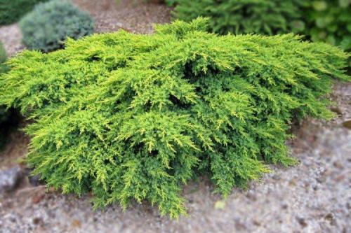 Декоративные кустарники каталог. Декоративные кустарники: названия, фото и описания (каталог)