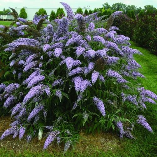 Декоративные кустарники с красивыми листьями. Многолетние декоративные кустарники для дачи – названия и описания, фото