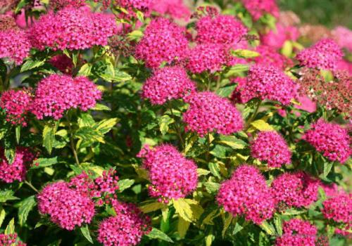 ТОП-22 декоративных Кустарника для дачи. ТОП-20 декоративных кустарников для дачи