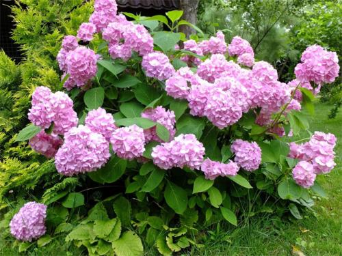 Декоративные кустарники с красивыми листьями. Многолетние декоративные кустарники для дачи – названия и описания, фото